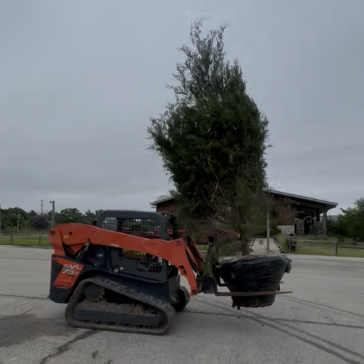 Plano Tree Care — Image 1