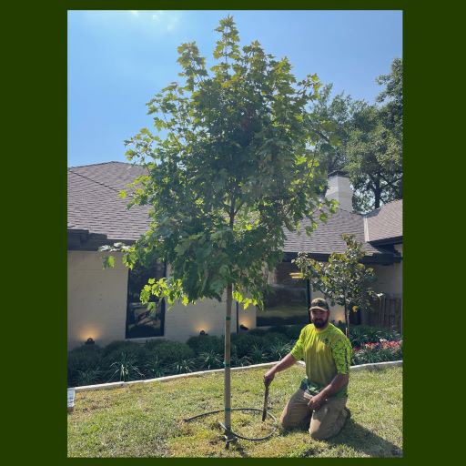 Plano Tree Care — Image 2