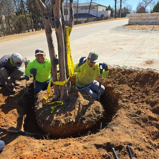 Plano Tree Care — Image 3