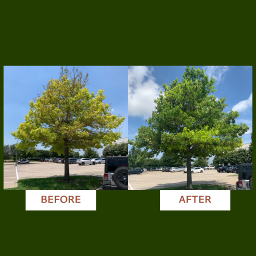 Plano Tree Care — Image 4