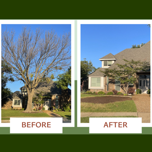Plano Tree Care — Image 6